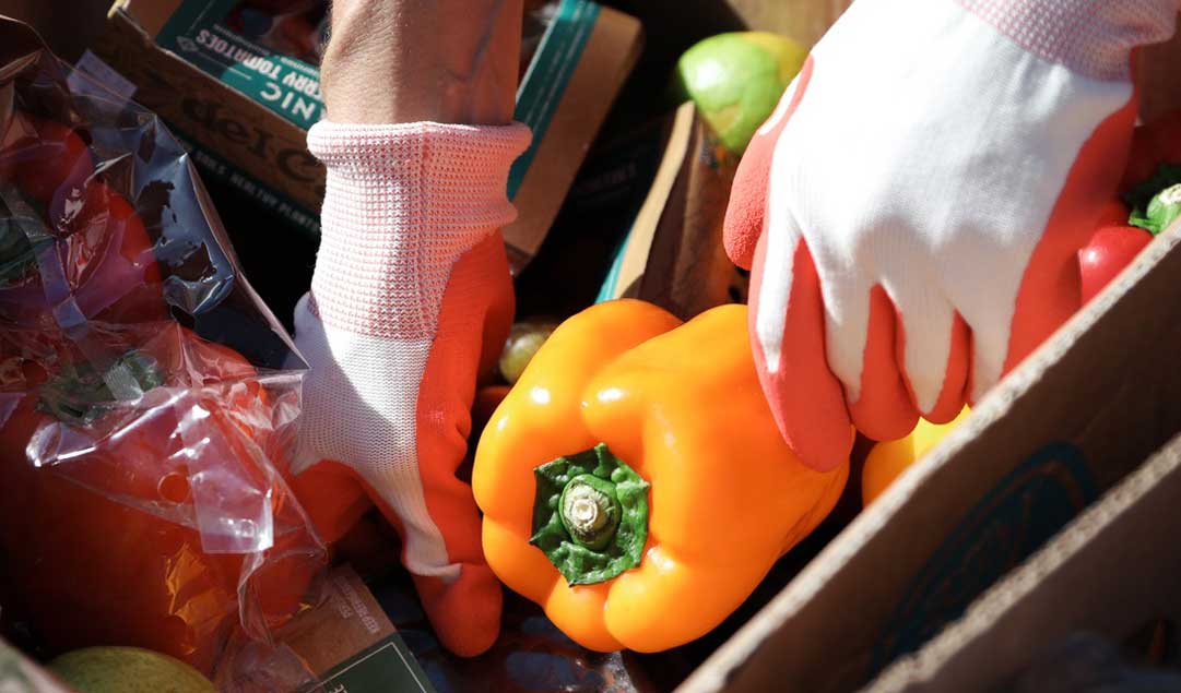 hands in gloves placing peppers and other vegetables into a box