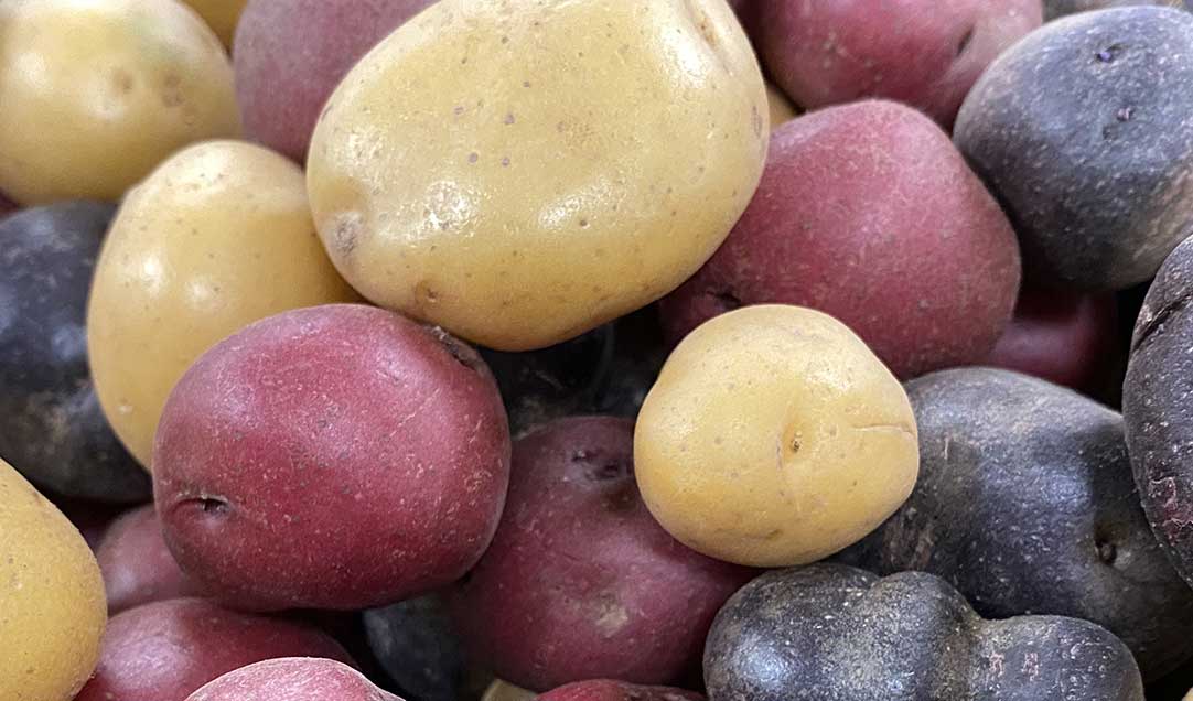 multicolored potatoes